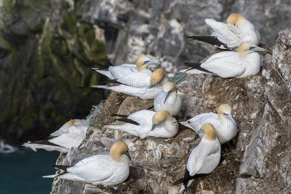 Northern gannets