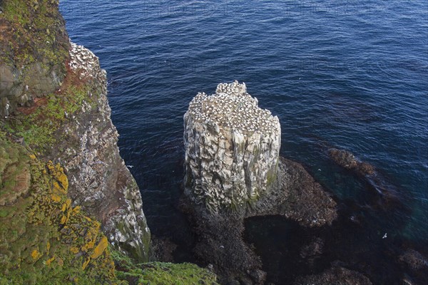 Northern gannets