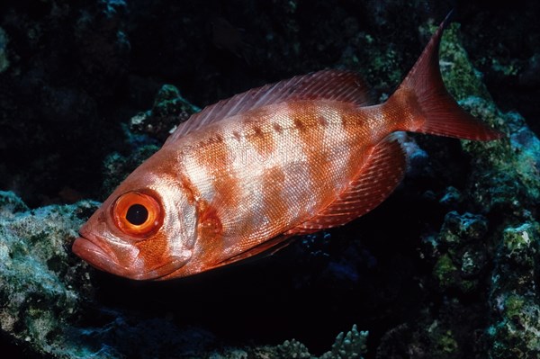 Side view of reef bigeye common bigeye