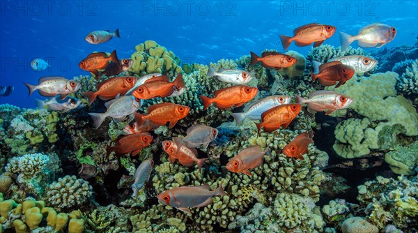 Small schooling small group of reef bigeye common bigeye