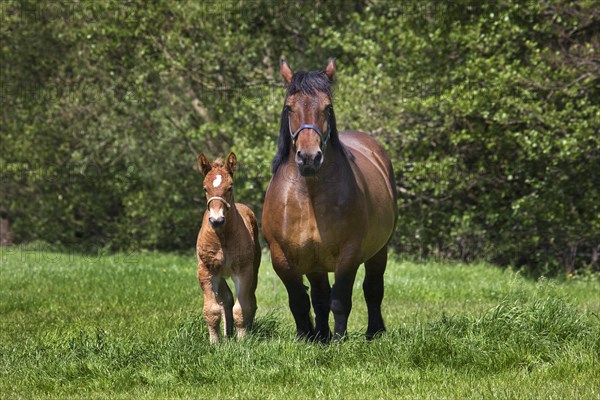 Foal and mare Belgian draft horse