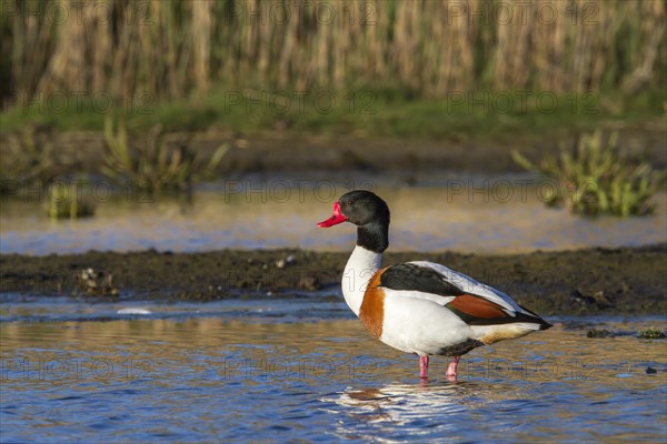 Common shelduck