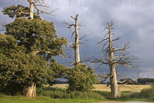 Trunk and branches of dead sweet chestnut