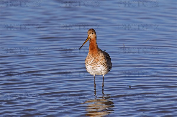 Black-tailed godwit