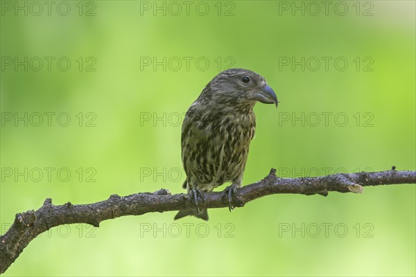 Red crossbill