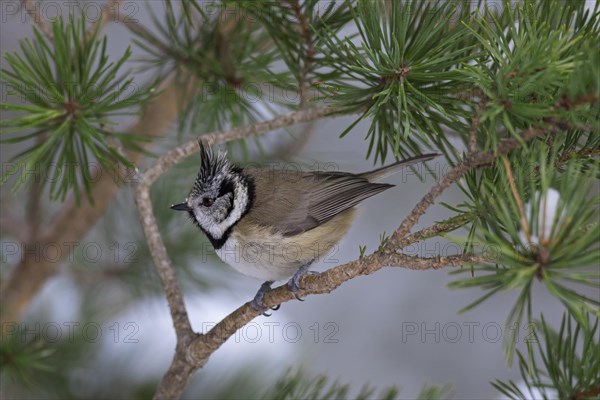 European crested tit