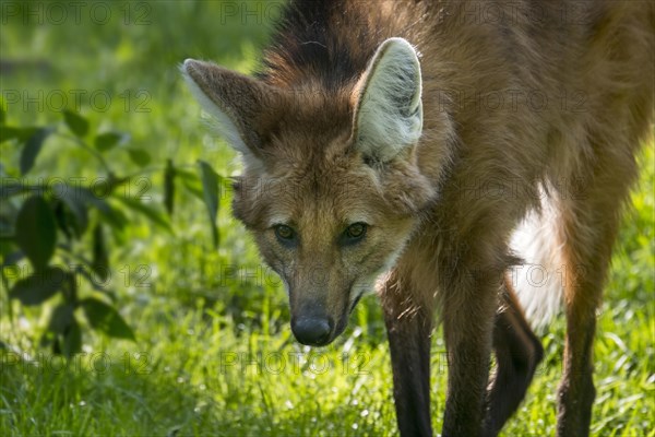 Maned wolf