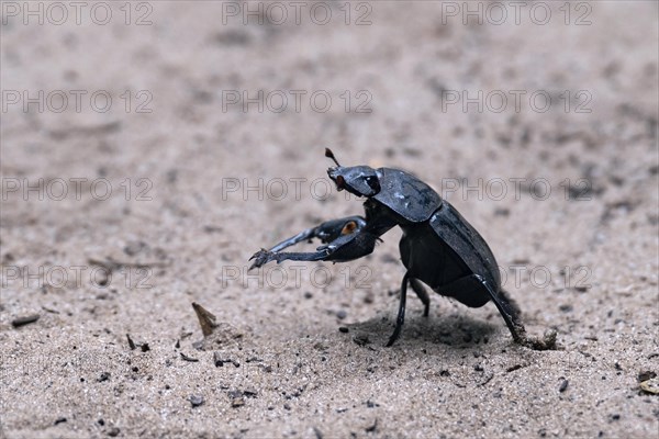 Flattened giant dung beetle