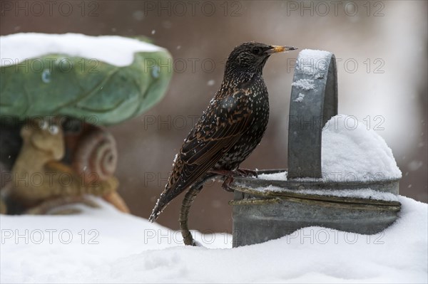 Common Starling