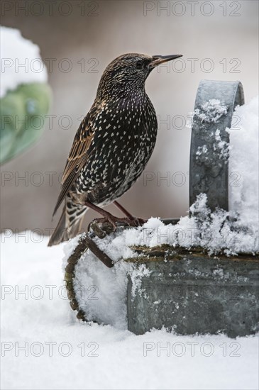 Common Starling