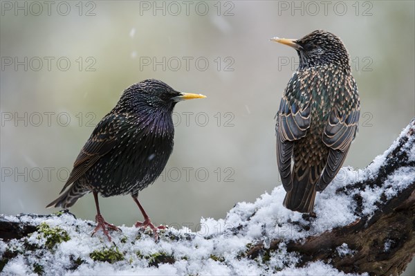 Two Common Starlings