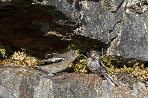 Snow bunting