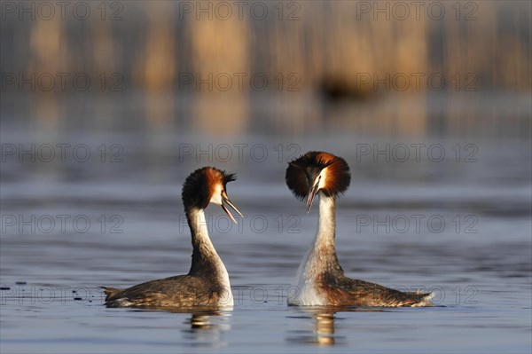 Great Crested Grebe