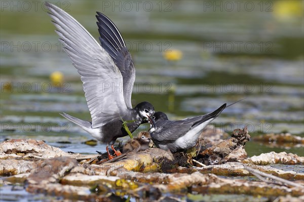 Black Tern