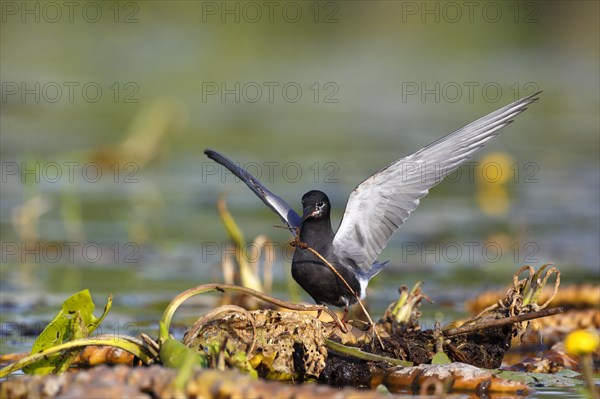 Black Tern