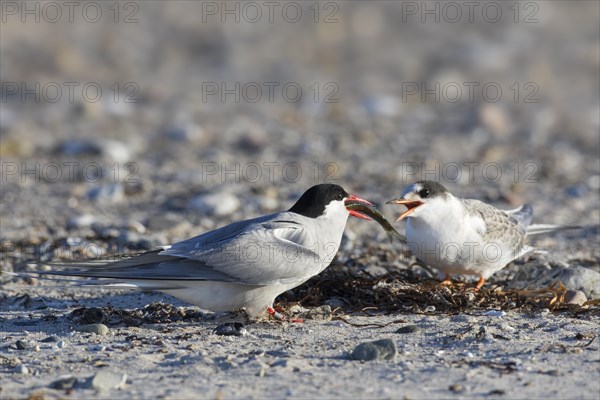 Arctic tern