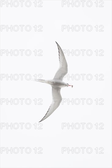 Arctic tern