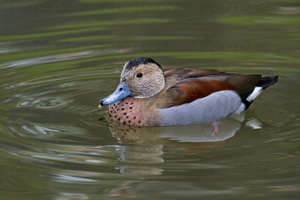 Ringed teal