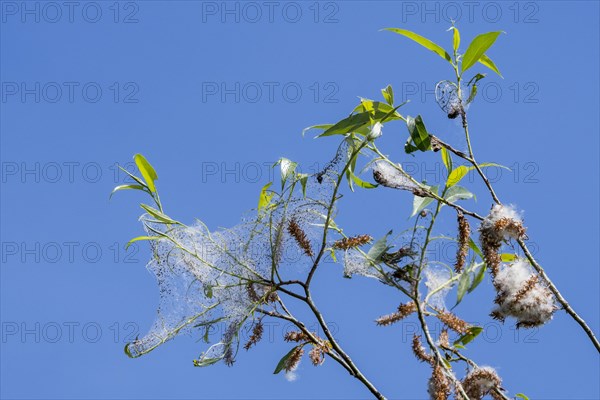 White willow