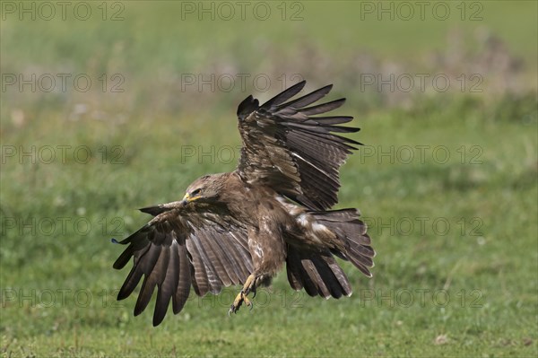 Lesser spotted eagle