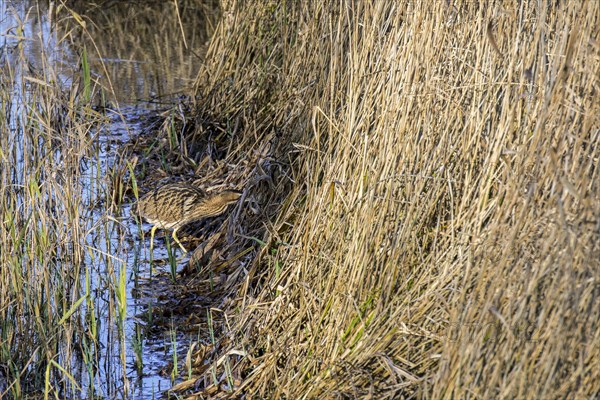 Eurasian bittern