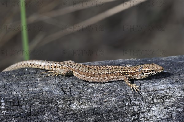 Common wall lizard