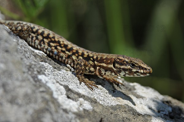 Common wall lizard