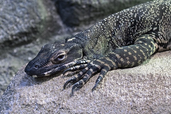 Lace monitor