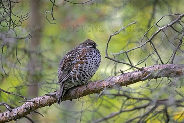 Hazel grouse