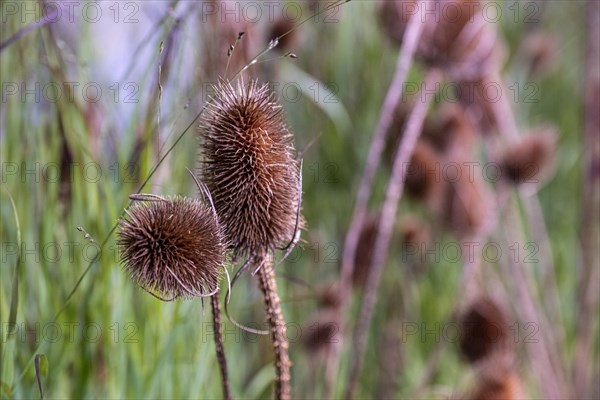 Common switchgrass