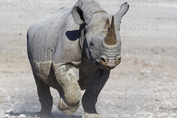 Black rhinoceros