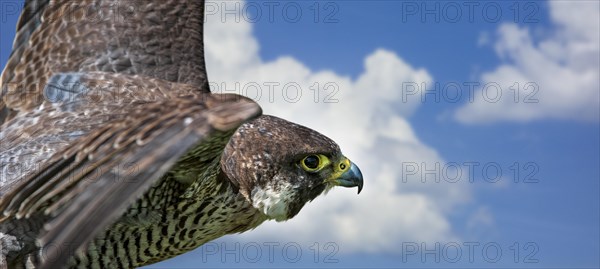 Peregrine falcon