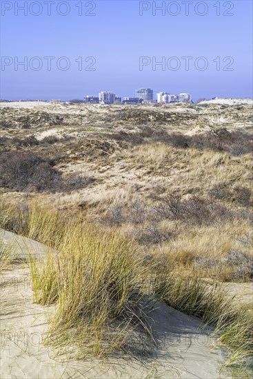 Marram grass