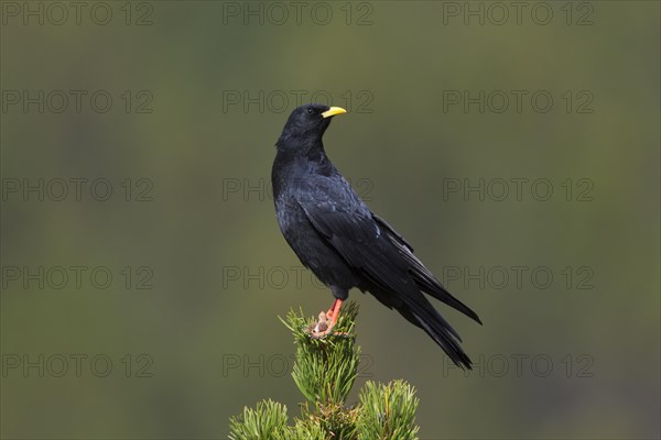 Alpine Chough