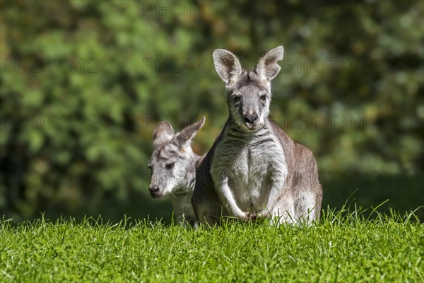 Two swamp wallabies