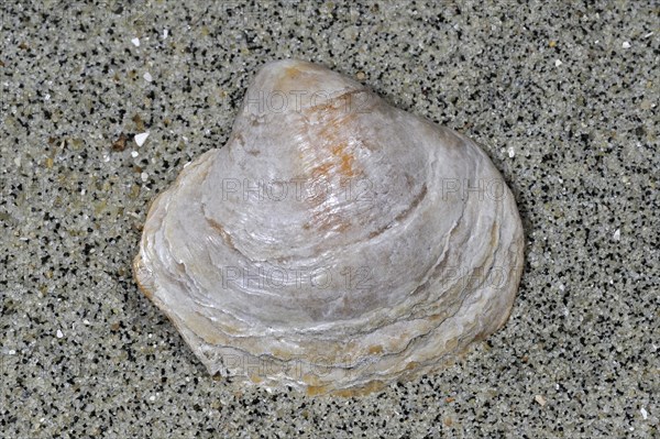 Saddle oyster