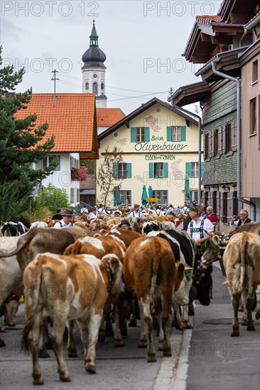 Alpine herdsmen lead herd of cattle through the street