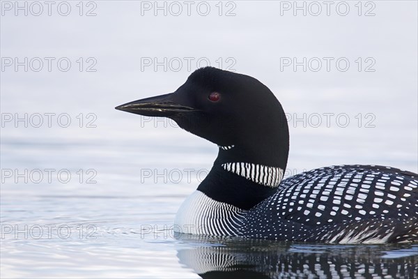 Common loon