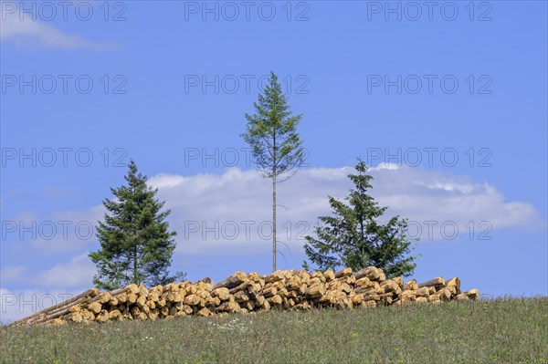 Deforestation showing huge wood pile of tree trunks in coniferous clearcut forest with a few remaining pine trees