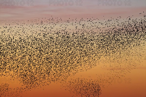 European starling