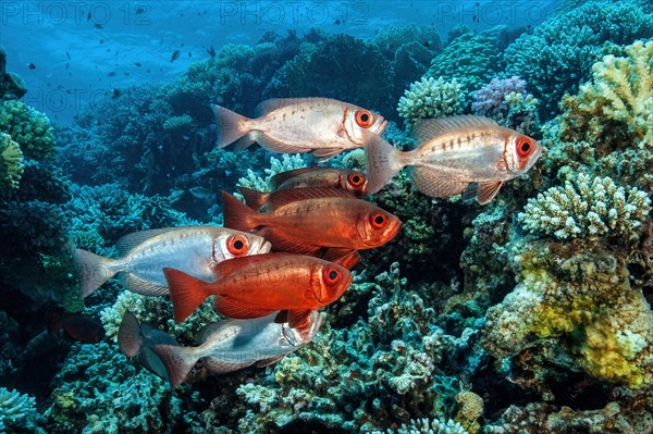 Small schooling small group of reef bigeye common bigeye