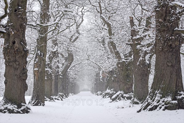 Country lane lined with 200 year old sweet chestnut