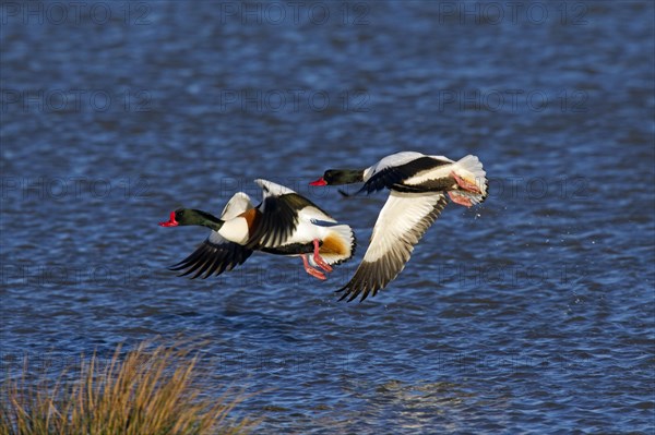 Common shelduck