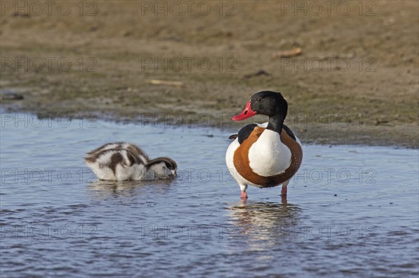 Common shelduck