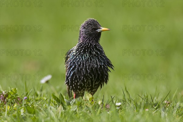 Common starling