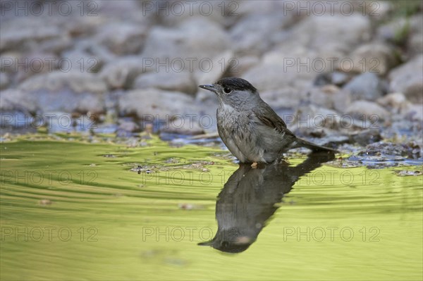 Eurasian blackcap