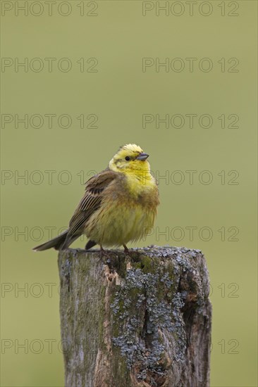 Yellowhammer