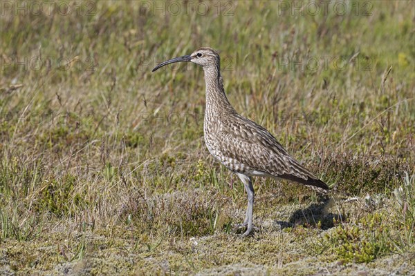 Eurasian whimbrel