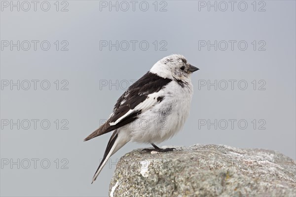 Snow bunting