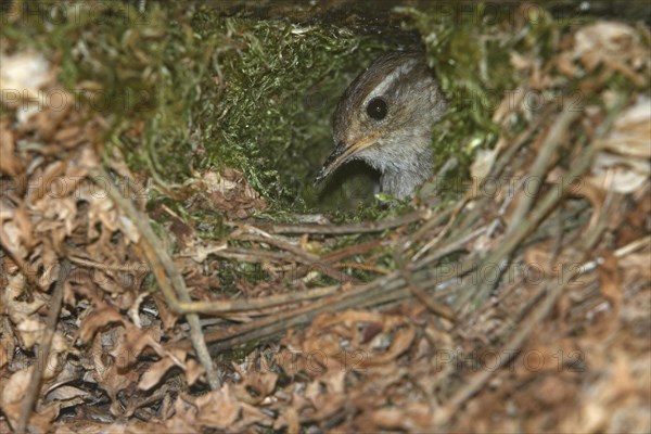 Eurasian wren